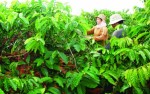 Gặp khó trong thế chấp tài sản trên đất