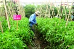 Ứng dụng công nghệ trồng rau sạch