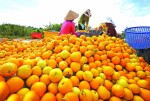 Hốt bạc khi chi phối thị trường