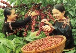 Thiếu vốn chế biến cà phê