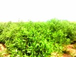 Titan tiến thoái lưỡng nan