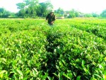 Xuất khẩu chè tới hạn phải cải cách