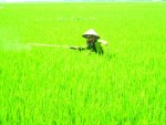 Chính sách không thực tế, DN còn loay hoay