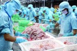 Khi cá tra bỏ lửng thị trường nội