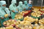 Miễn thuế TNDN đối với thu nhập từ chế biến nông, thủy sản của HTX