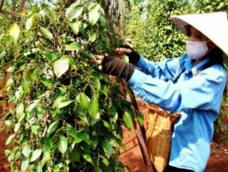 Xuất khẩu nông sản chế biến ngày càng khó