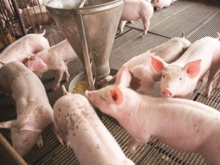 Hoà Phát đợi gì ở con heo?