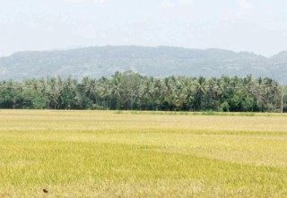 Cú hích để cơ giới hóa nông nghiệp