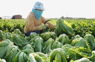 Phát triển chuỗi tiêu thụ rau, thịt an toàn: Nhu cầu cấp thiết
