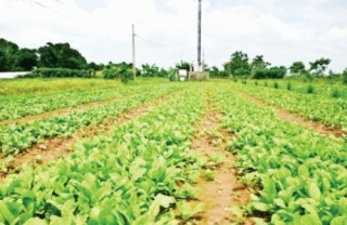 Nông nghiệp hữu cơ: Mạnh ngoài yếu trong