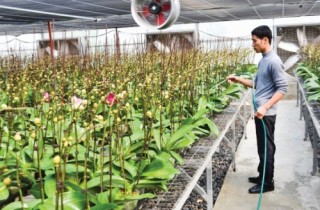 Doanh nghiệp muốn đặt hàng hợp tác xã
