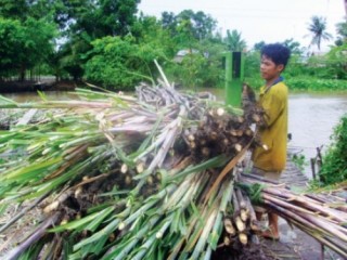 Ngành mía đường vẫn chưa hết lo