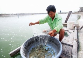 Phát huy lợi thế con tôm Việt