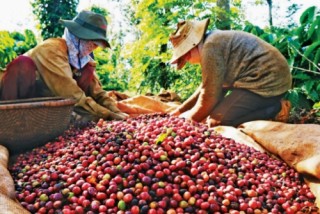 Ngành cà phê hy vọng ở năm 2019