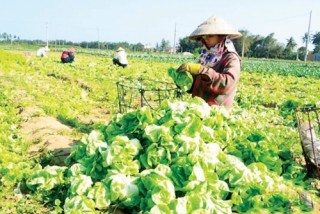 Vẫn yếu khâu cung ứng