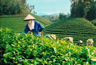 Chủ động tham gia thị trường