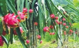 Xuất khẩu rau quả còn nhiều tiềm năng