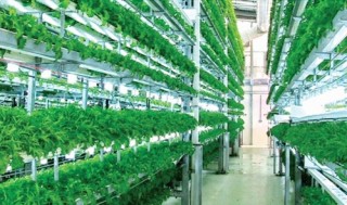 Tạo đột phá trong nông nghiệp