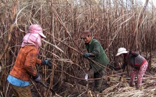 Hậu quả việc phá vỡ hợp đồng sản xuất chuỗi