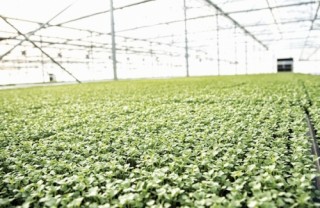 Phát triển nông nghiệp sạch không dễ