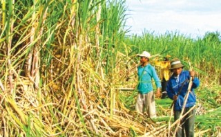 Thách thức lớn với ngành mía đường