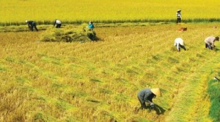 DN gạo chưa chú trọng thị trường nội
