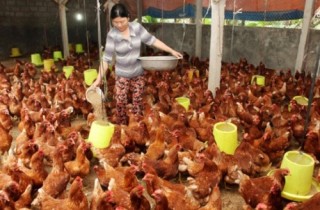 Nguy cơ DN nông thủy sản bị đào thải
