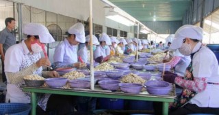 Xuất khẩu điều gặp khó do nguyên liệu