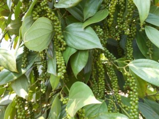 Đứng đầu thế giới vẫn lận đận