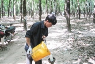 Trồng cao su cho sinh kế dài lâu