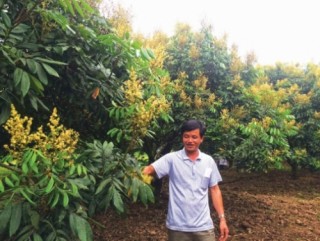 Vải, nhãn được mùa và bài toán tiêu thụ