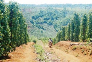 Rối loạn thị trường hồ tiêu