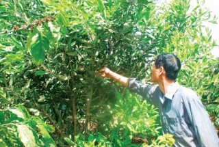 Thận trọng với cây “triệu đô”