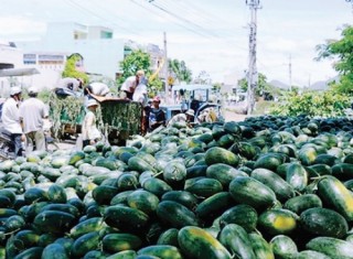 Xuất khẩu trái cây: DN đuối sức, đơn độc