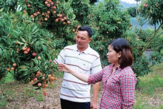 Băn khoăn trước mùa vải chín