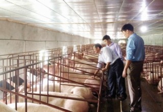 Khủng hoảng ngành chăn nuôi Việt