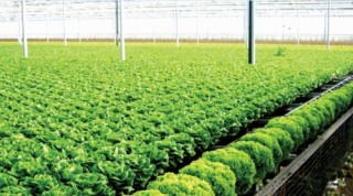 Nhiều startup lựa chọn nông nghiệp sạch
