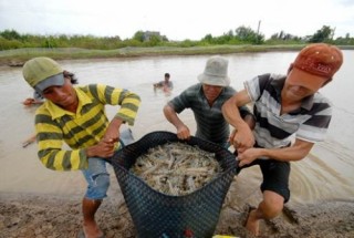 Nông sản Việt đứng trước FSMA