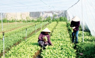 Hướng đến sản xuất nông sản an toàn