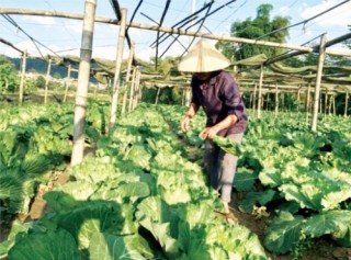 Cần lực đẩy cho phát triển hợp tác xã