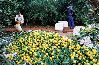 Chỉ dẫn địa lý: Cơ hội cho các sản phẩm địa phương