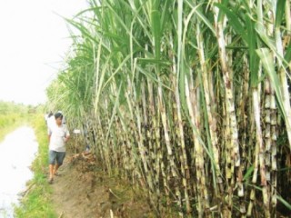 Ngành mía - đường: Đắng vì thiếu liên kết
