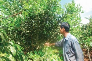 Mắc ca: Trị tính “đỏng đảnh” để nhân rộng