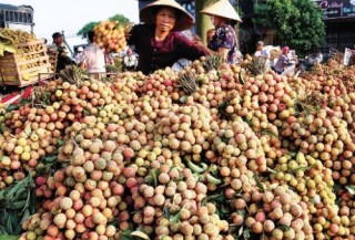 Xuất khẩu vải thiều và thách thức bảo quản