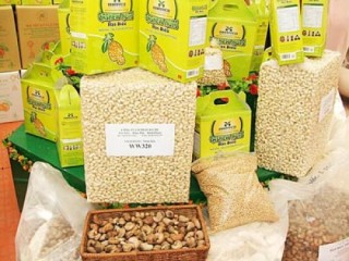 Ngành điều trước nguy cơ kép