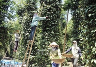 Liên kết để sản xuất hồ tiêu bền vững
