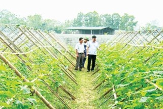 Hợp tác 3 bên để thúc đẩy mô hình HTX