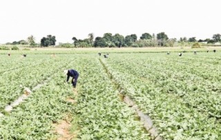 Hệ lụy của việc thiếu quy hoạch, liên kết