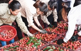 Cho mùa vải ngọt bội thu