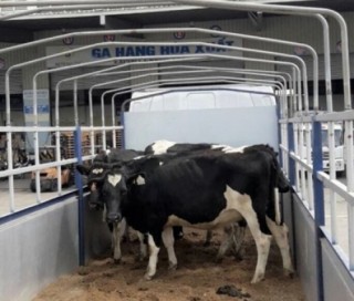 Vinamilk nhập lô bò A2 thuần chủng đầu tiên từ New Zealand
